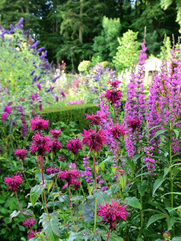close-uo-blomster-claus-dalby close-uo-blomster-claus-dalby