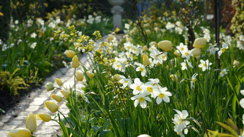 tulipaner-dalby-have tulipaner-dalby-have