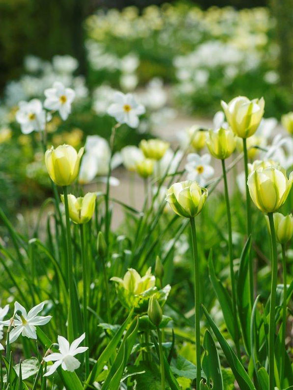 tulipaner_det-nederste-inderbed-dalby tulipaner_det-nederste-inderbed-dalby