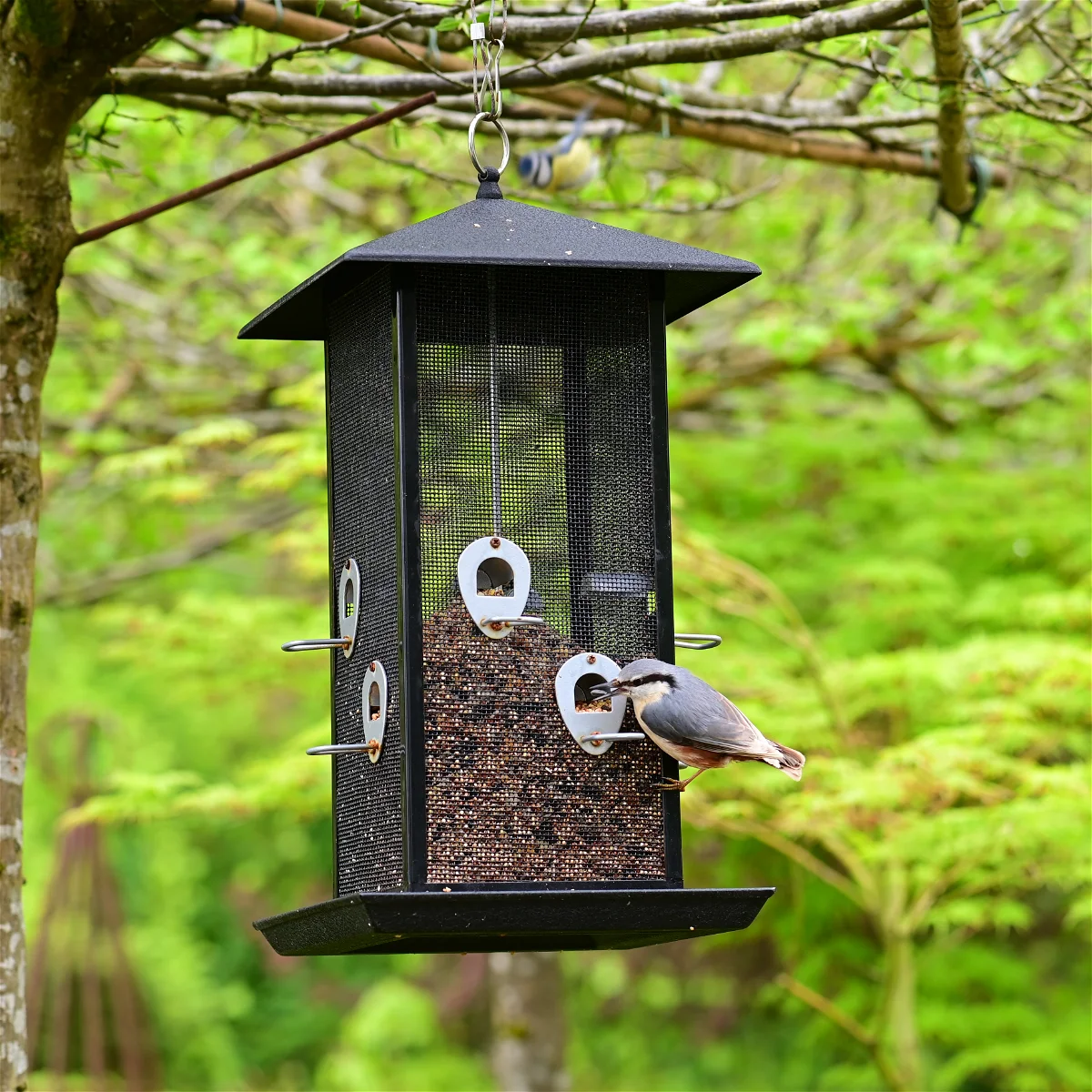 Birds